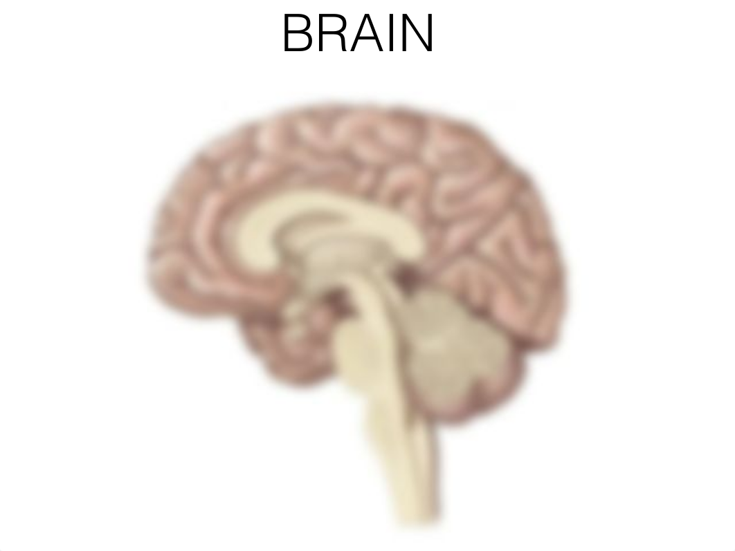 Anatomy Lab Brain_d78t18xureo_page1