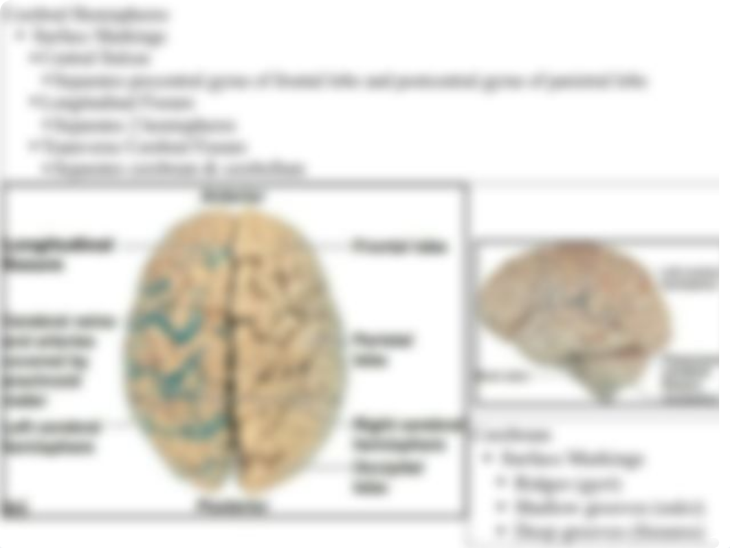 Anatomy Lab Brain_d78t18xureo_page3