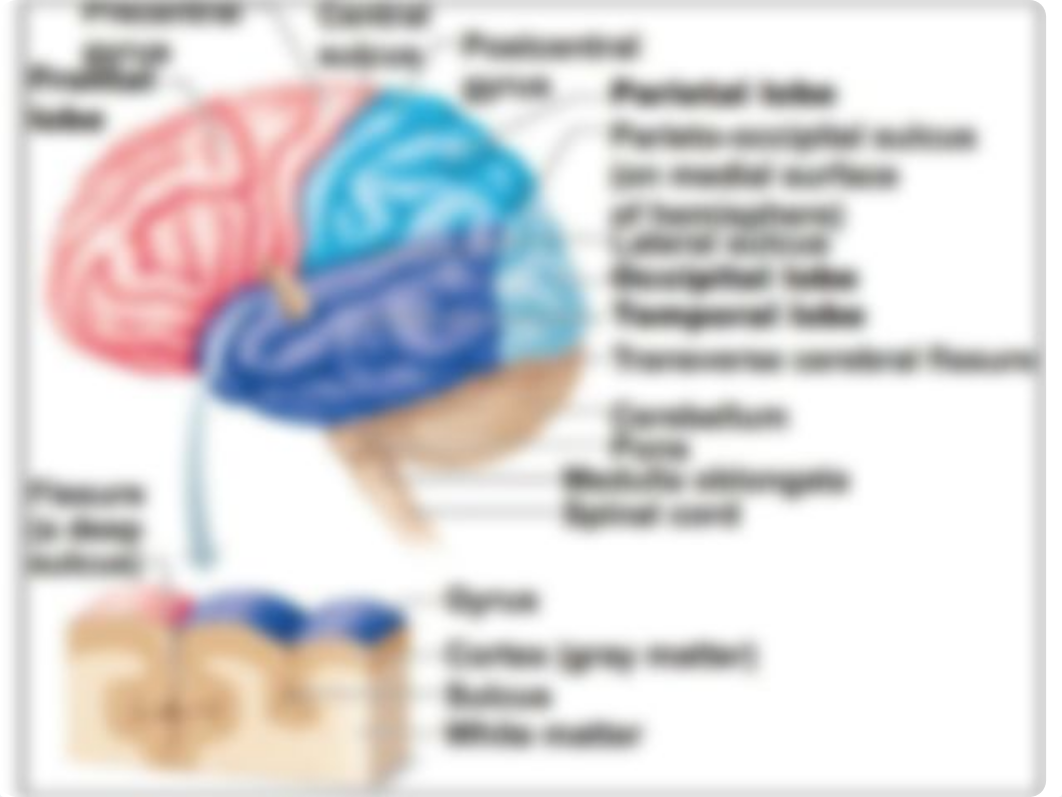 Anatomy Lab Brain_d78t18xureo_page5