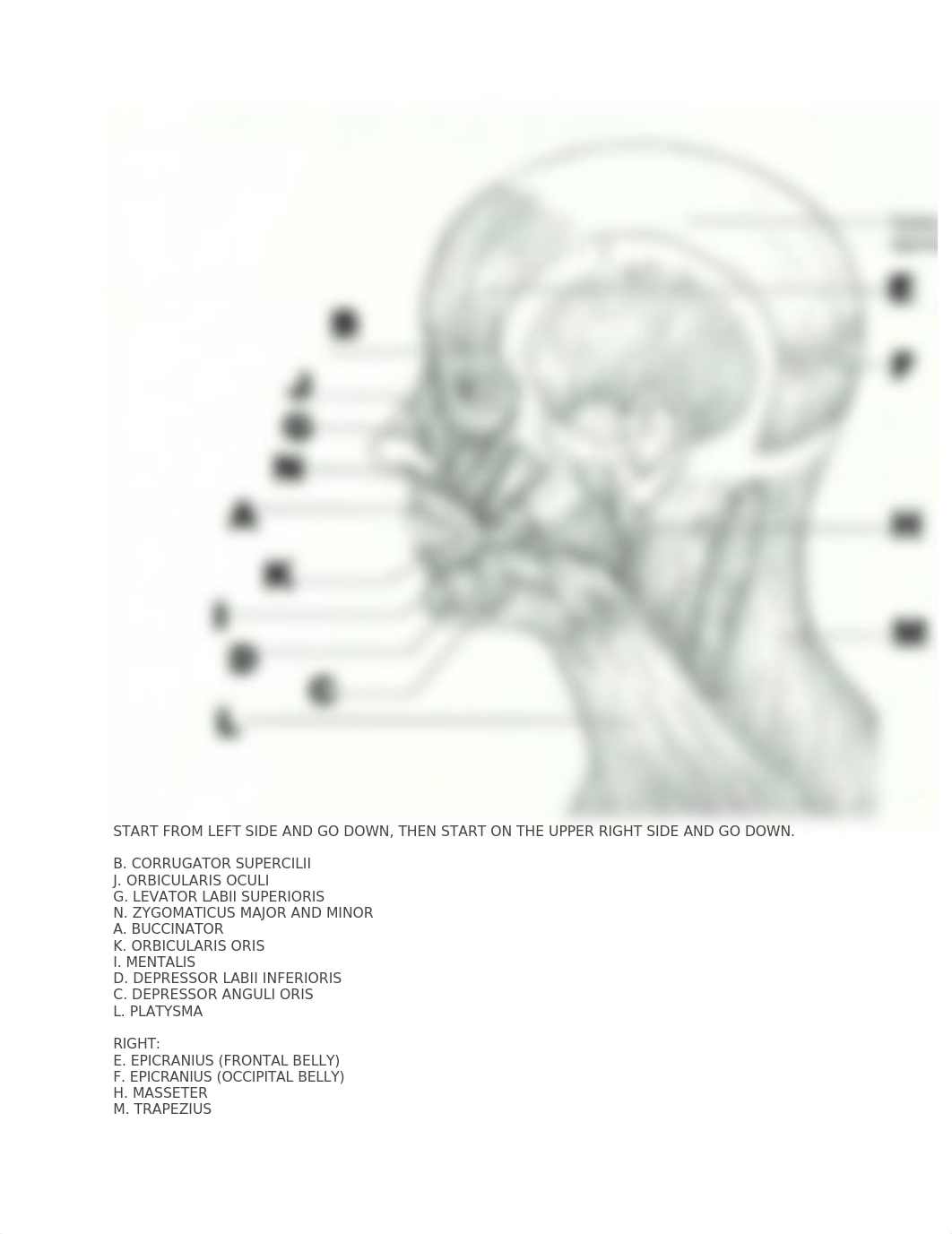 Lab notes-Gross Anatomy-Muscular_d79apw3h305_page3