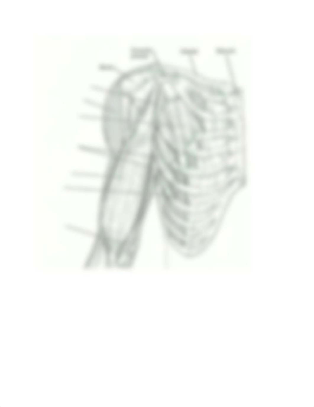 Lab notes-Gross Anatomy-Muscular_d79apw3h305_page5