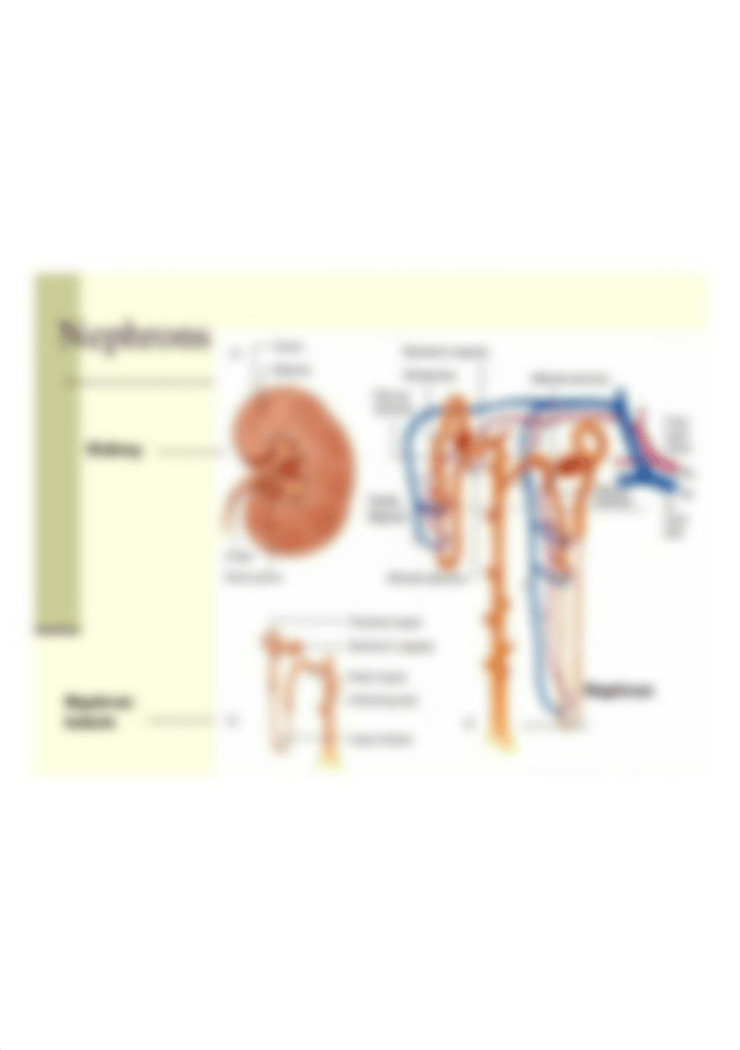 anatomy-and-physilogy-of-urinary-system-renal-system-20-638.jpg_d7a47912tfx_page1