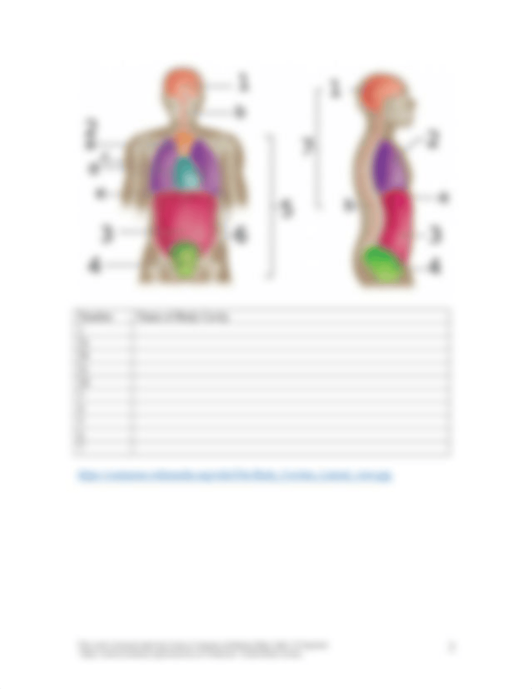 Lab 1-Anatomical Structures and Positions.docx_d7aftan2z4k_page2