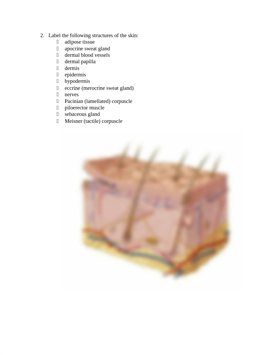 Integumentary System Lab.docx_d7b19i63tk2_page2