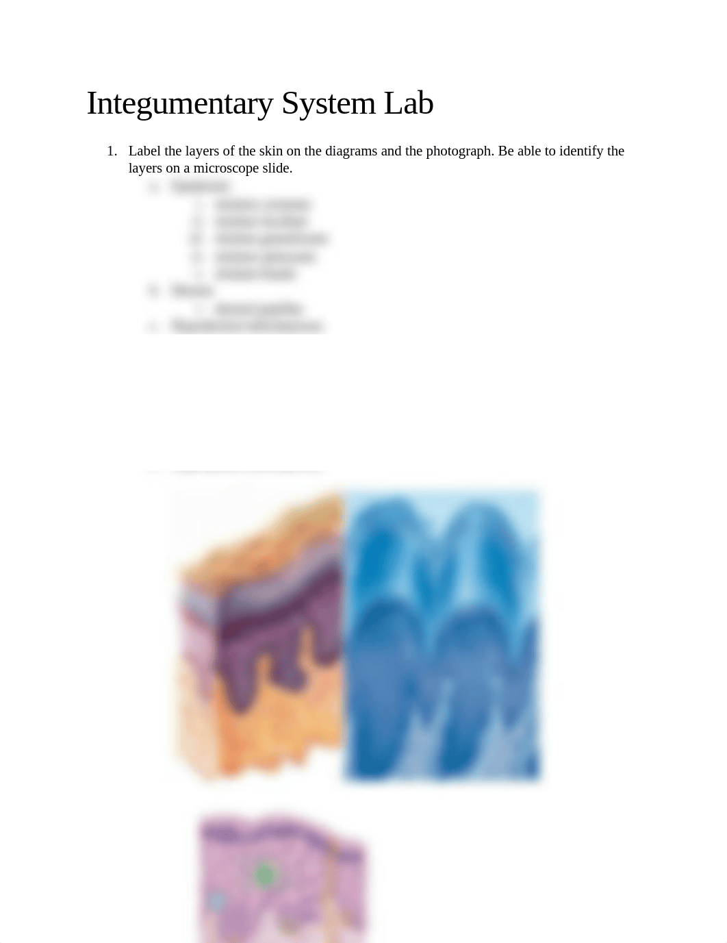 Integumentary System Lab.docx_d7b19i63tk2_page1