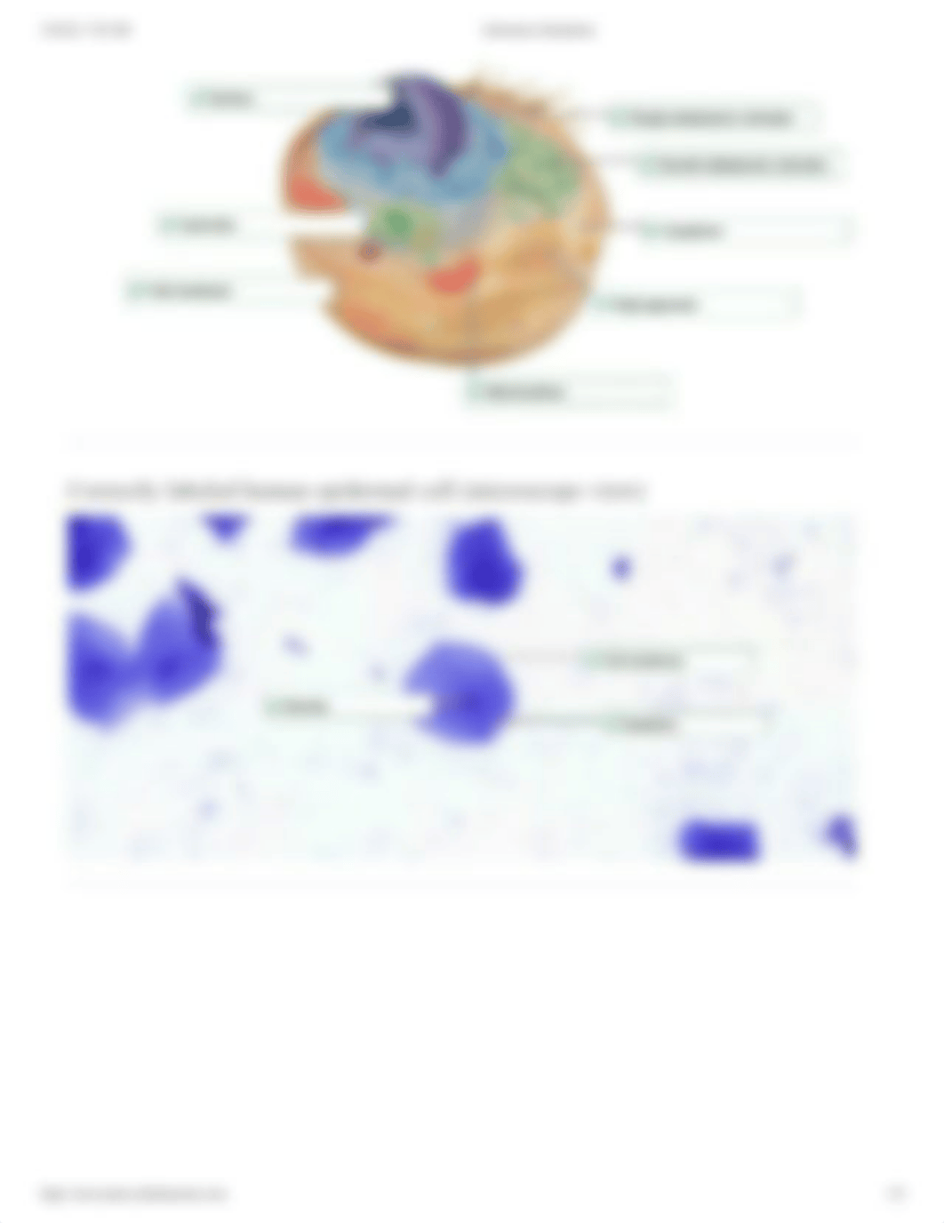 Microscopy - Animal Cells.pdf_d7b5sj4dju9_page2