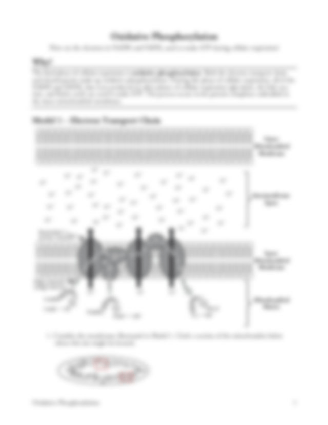 Nyaira Ballinger - 10 Oxidative Phosphorylation-S.pdf_d7bgt63xq58_page1