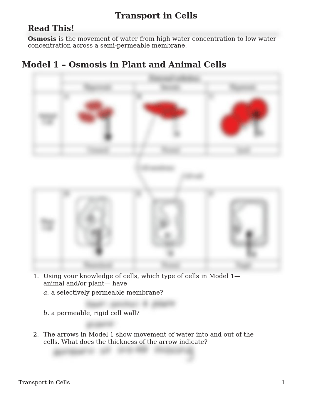 Transport in cells - answer key_ADAC.docx_d7biwyropdc_page1