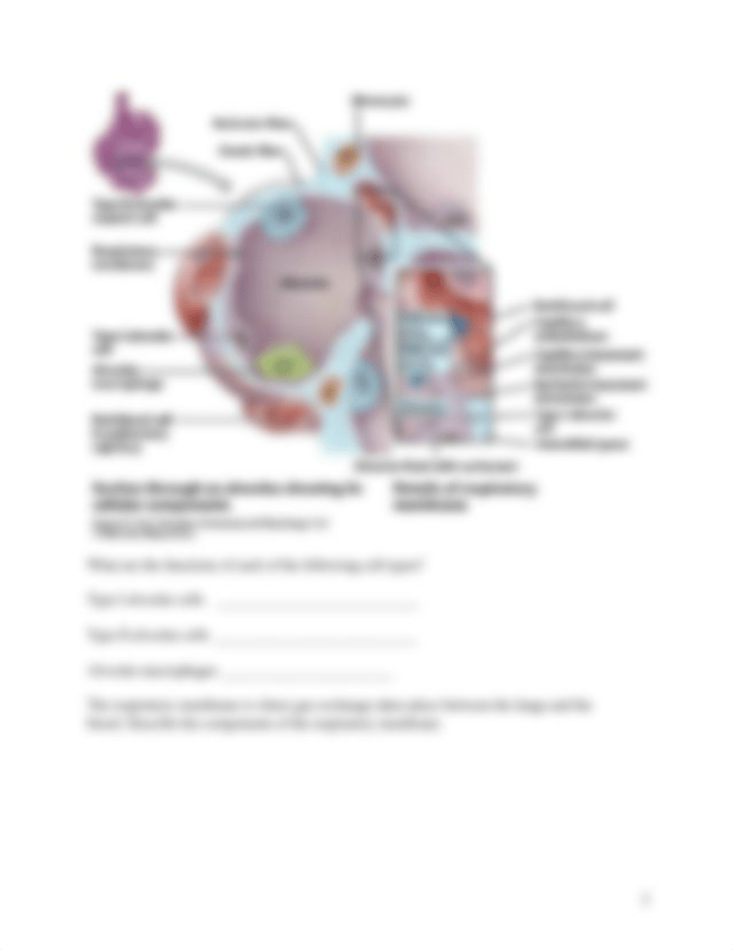 Respiratory System Worksheet.pdf_d7bzm54720n_page2