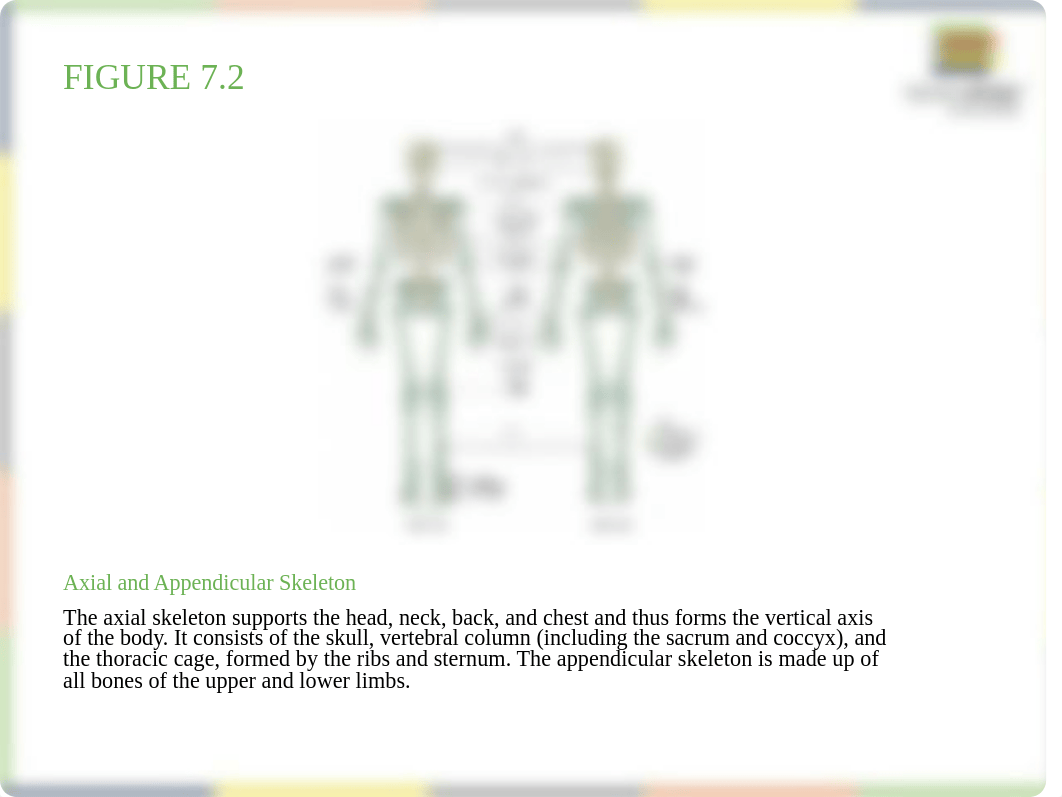 OpenStax_Anatomy_Physiology_CH07_ImageSlideshow.pptx_d7clk4z2h00_page3