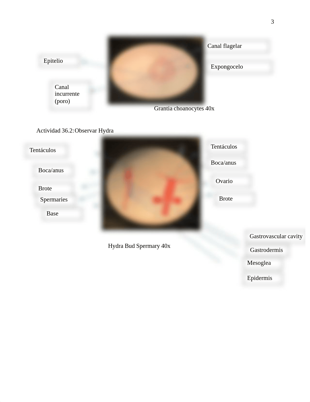 Lab 5.pdf_d7dwany16l3_page3