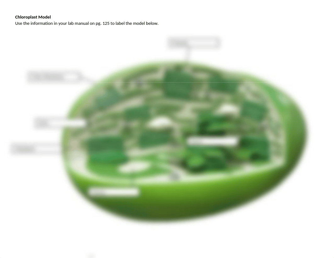 Chloroplast Model- Lab 9.docx_d7g88chzwxf_page1