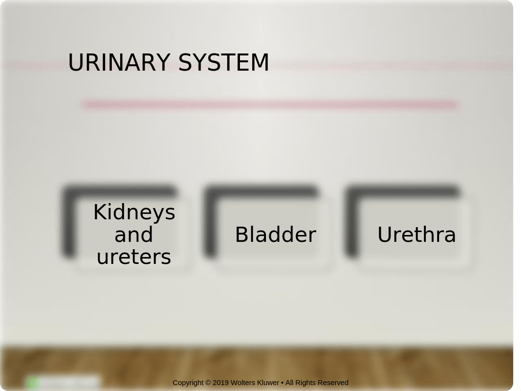 Chapter 37 Urinary Elimination.pptx_d7gcw2mp8bl_page2