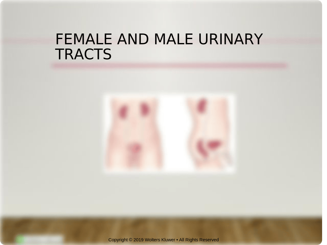 Chapter 37 Urinary Elimination.pptx_d7gcw2mp8bl_page3