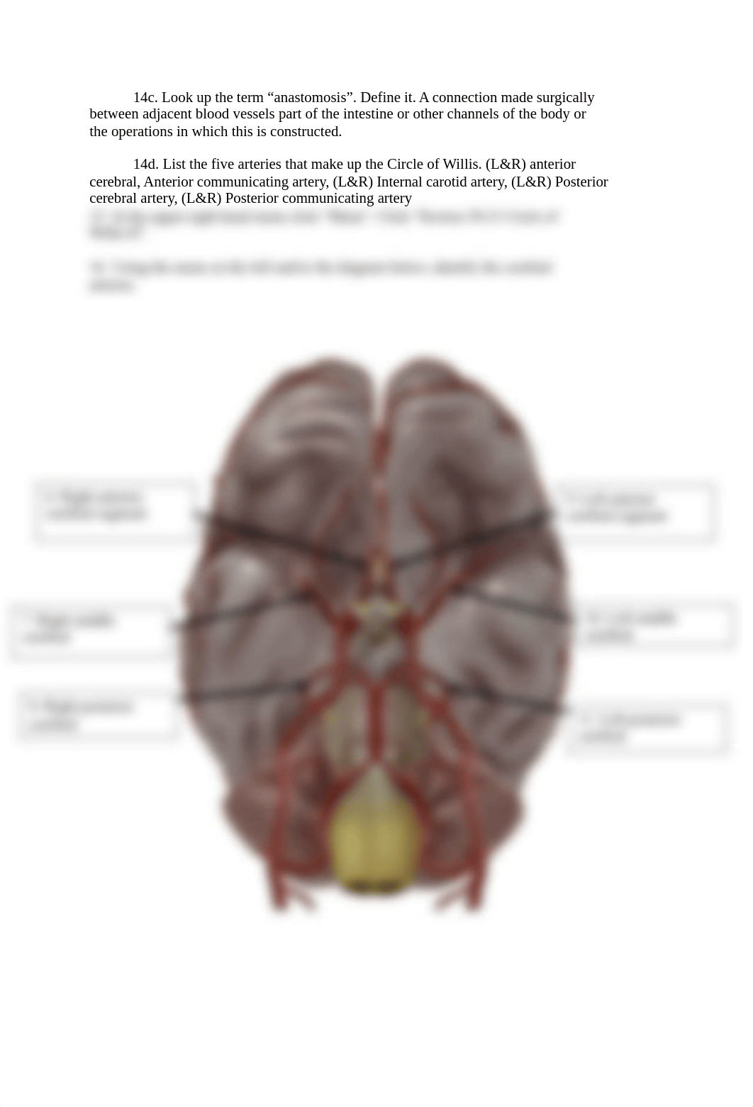 BIO 211 Lab 3 Online Lab Activity YTC Complete.docx_d7h4w8uld2q_page4