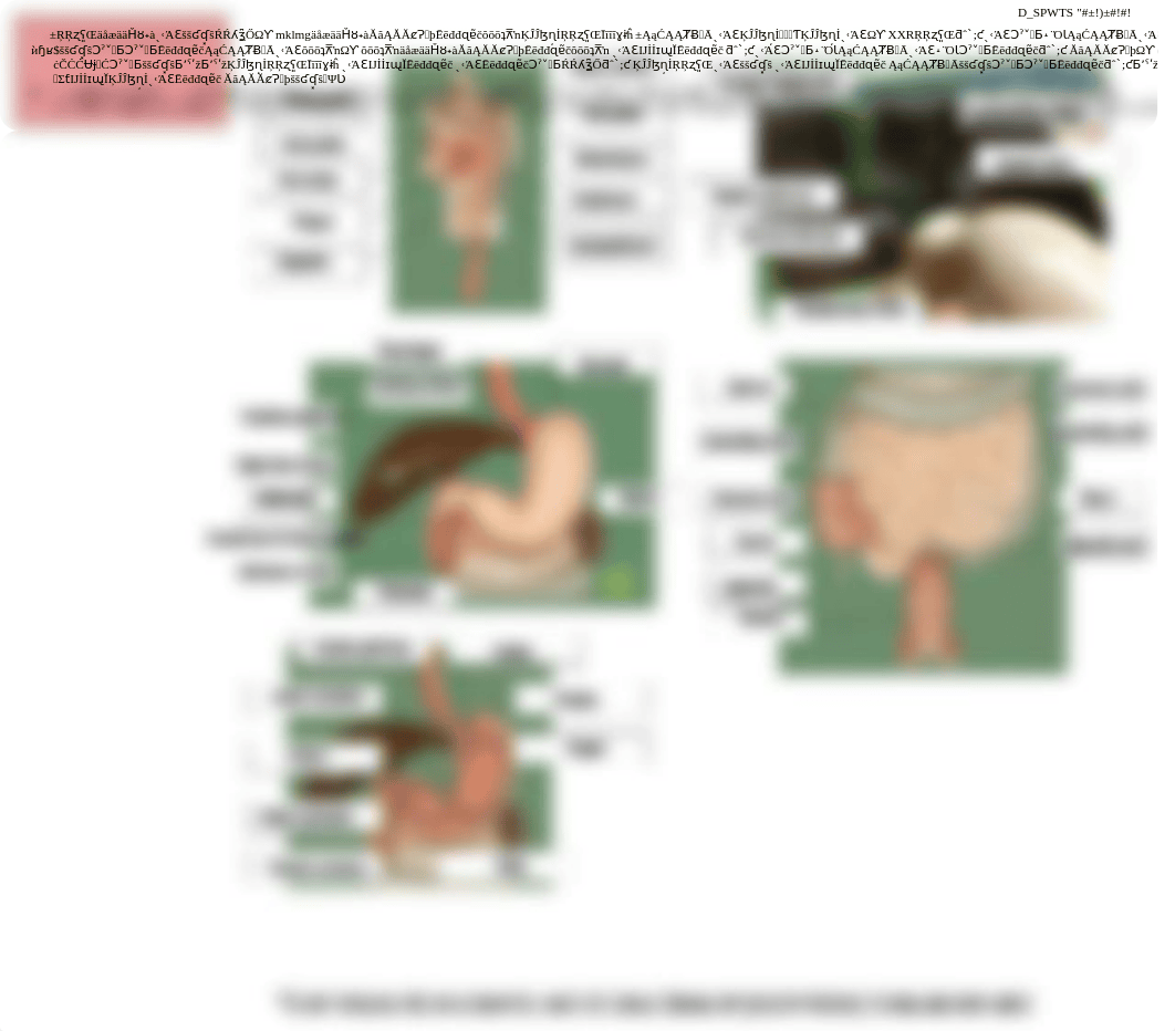 Digestive System Anatomy Labeling Activity.pdf_d7haf22txa7_page1