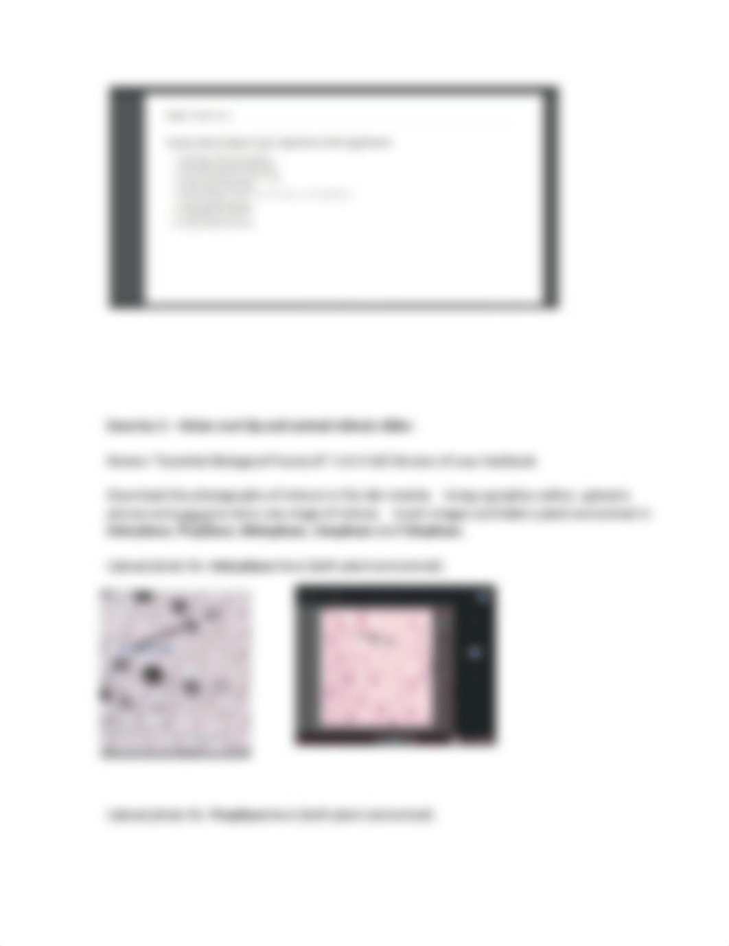 Worksheet 6 -  Microscopy, and Mitosis_new-1.pdf_d7hrrbf1h0e_page2