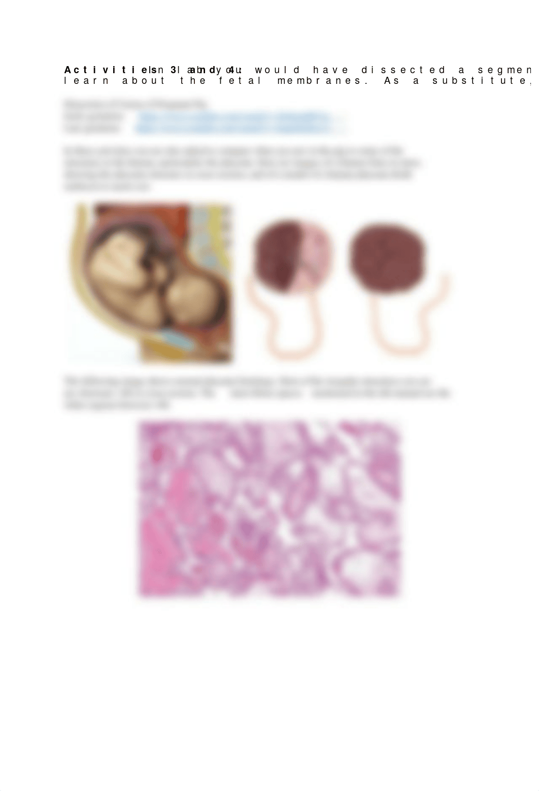 Exercise 44 - Survey of Embryonic Development.docx_d7hu6cgt8gr_page3