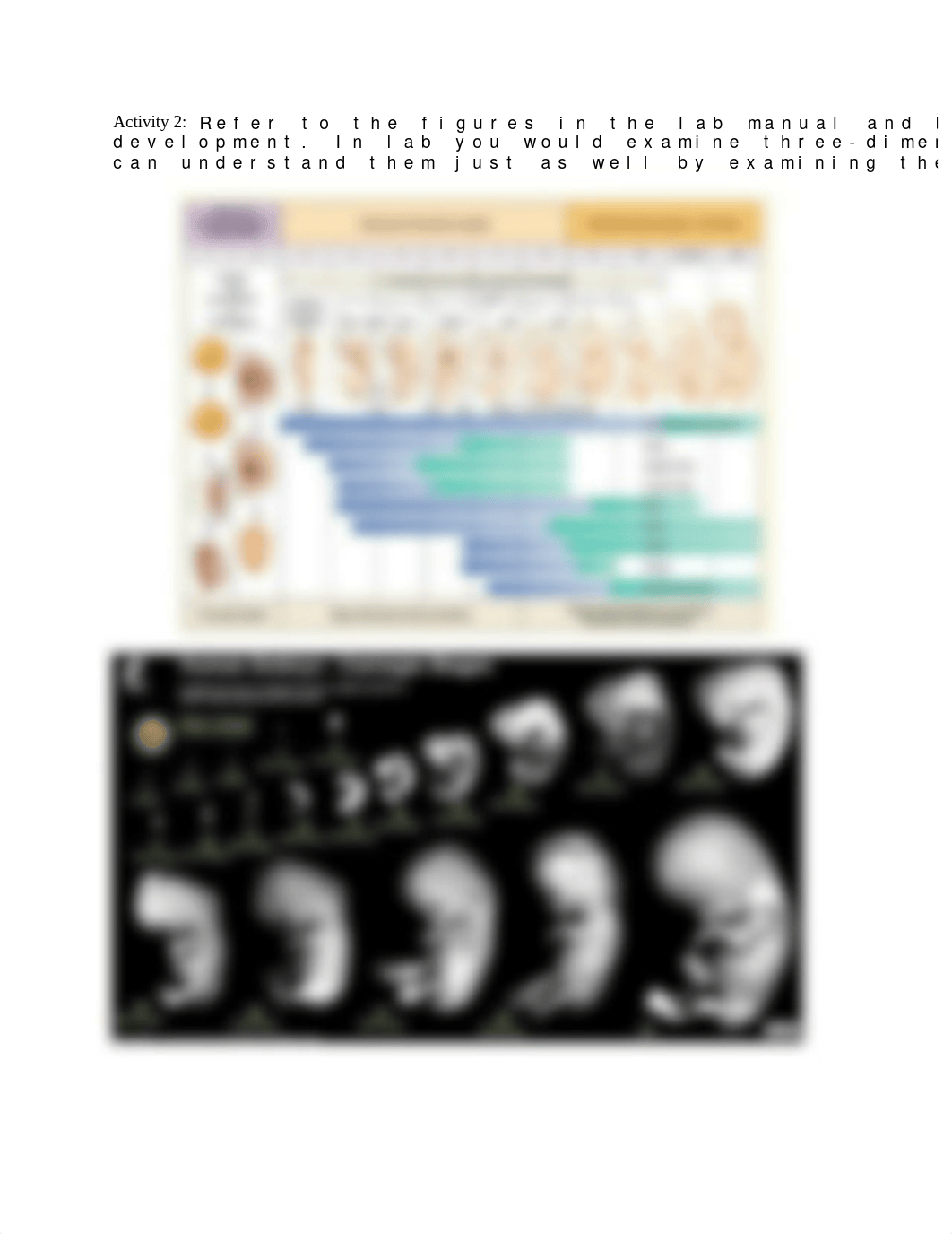 Exercise 44 - Survey of Embryonic Development.docx_d7hu6cgt8gr_page2