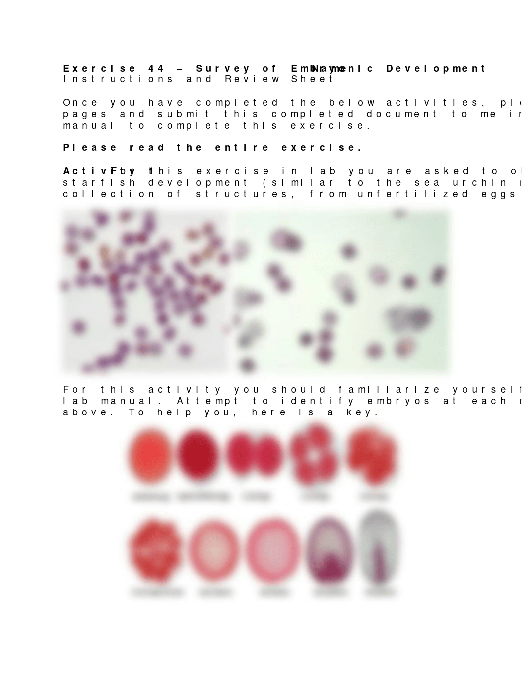 Exercise 44 - Survey of Embryonic Development.docx_d7hu6cgt8gr_page1