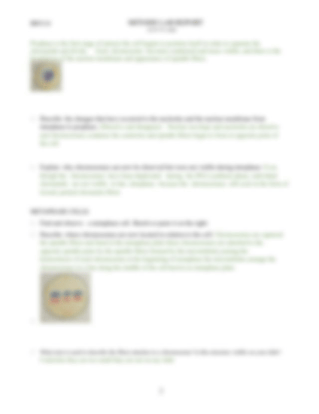 MITOSIS Lab.docx_d7iwqor72pi_page2