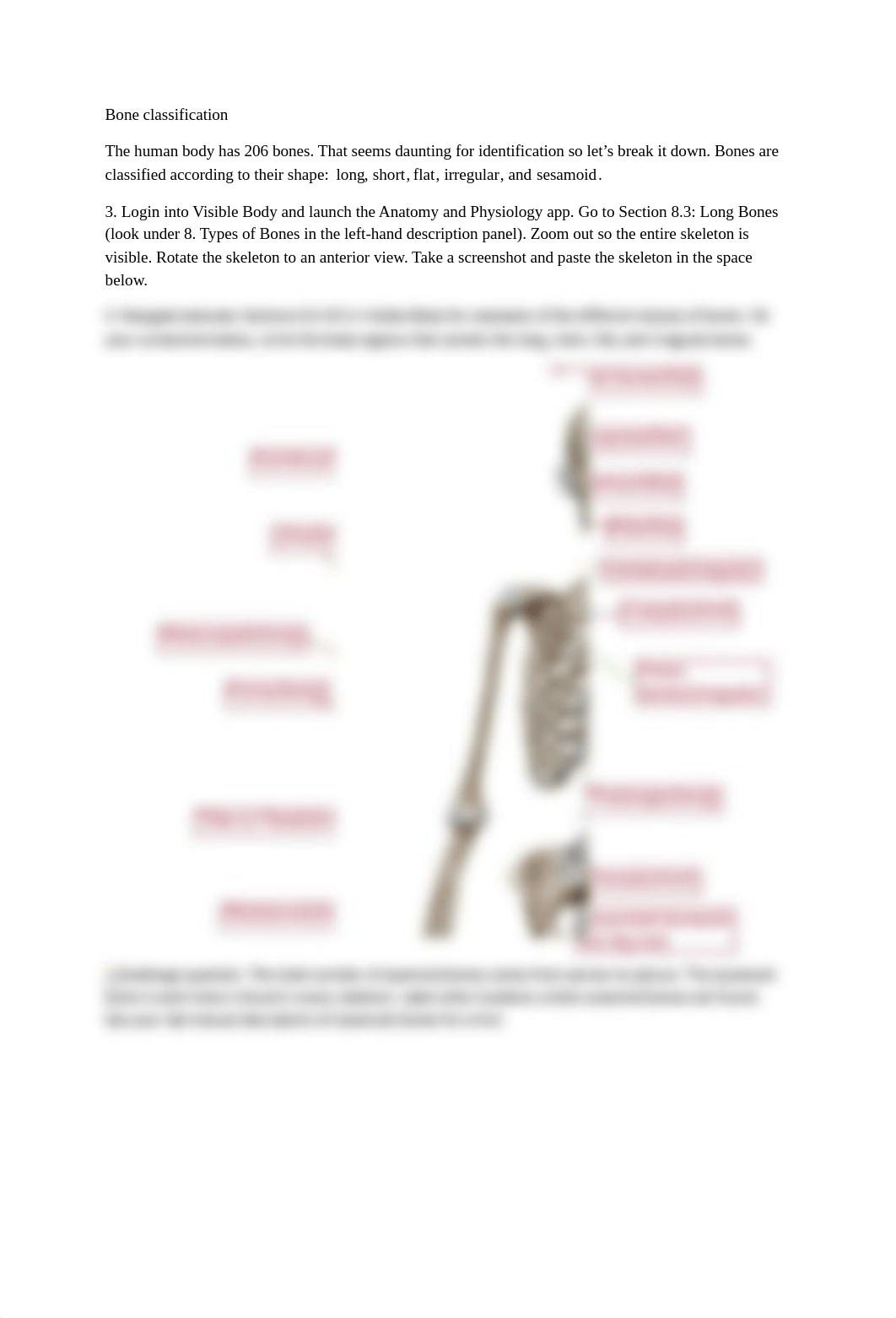 Osseous Tissue Lab Packet.pdf_d7j5c0ymqz0_page2