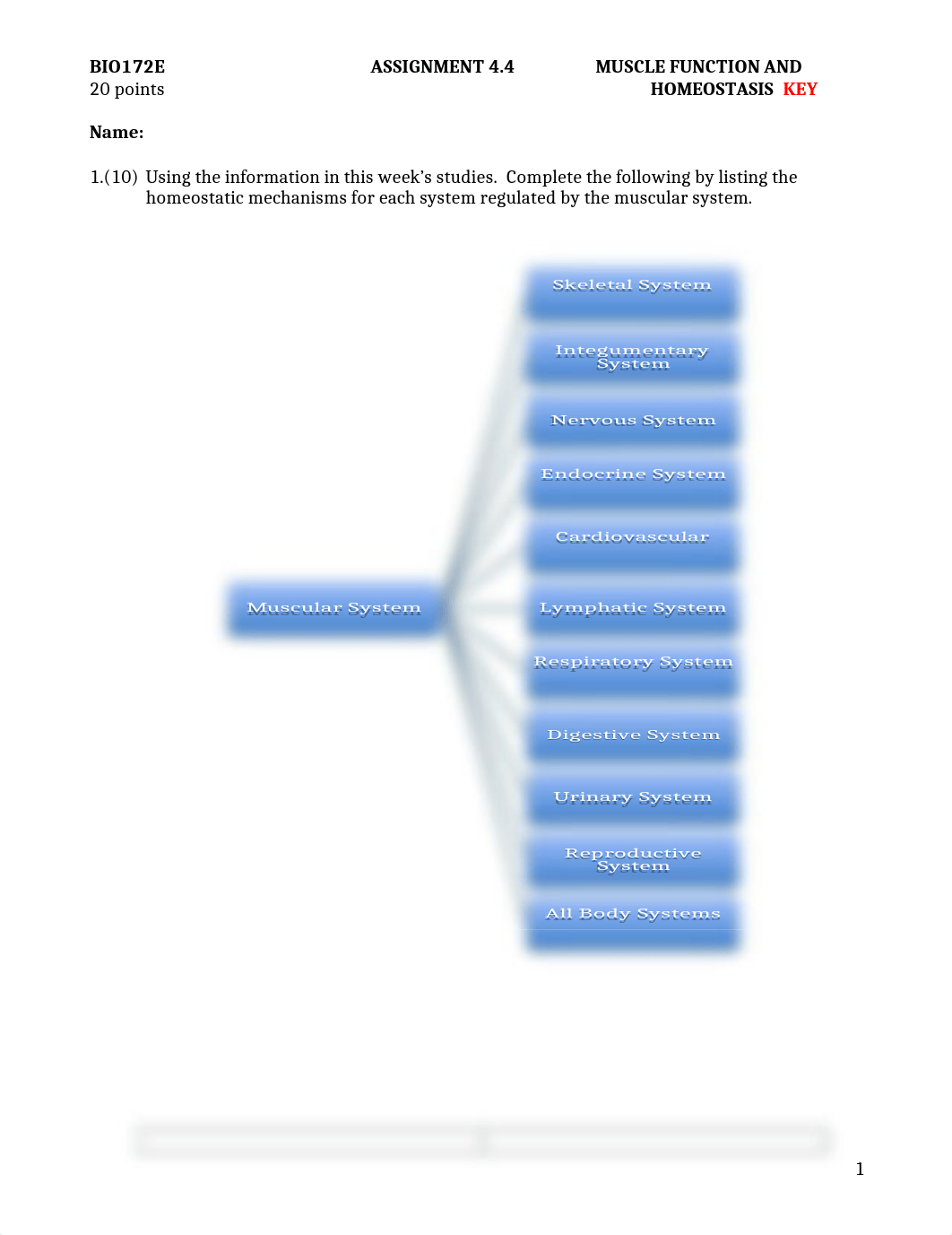 ASSN 4.4 MUSCLE FUNCTION AND HOMEOSTASIS KEY.docx_d7jog0x8f3o_page1