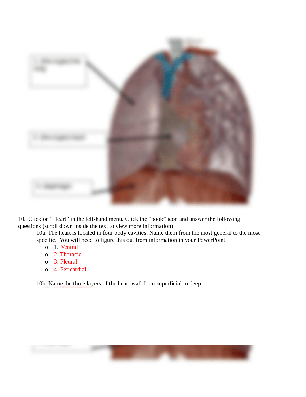 BIO 211 Lab 2 Part 1 Heart Anatomy FA2021.docx_d7jzz6o38xm_page3