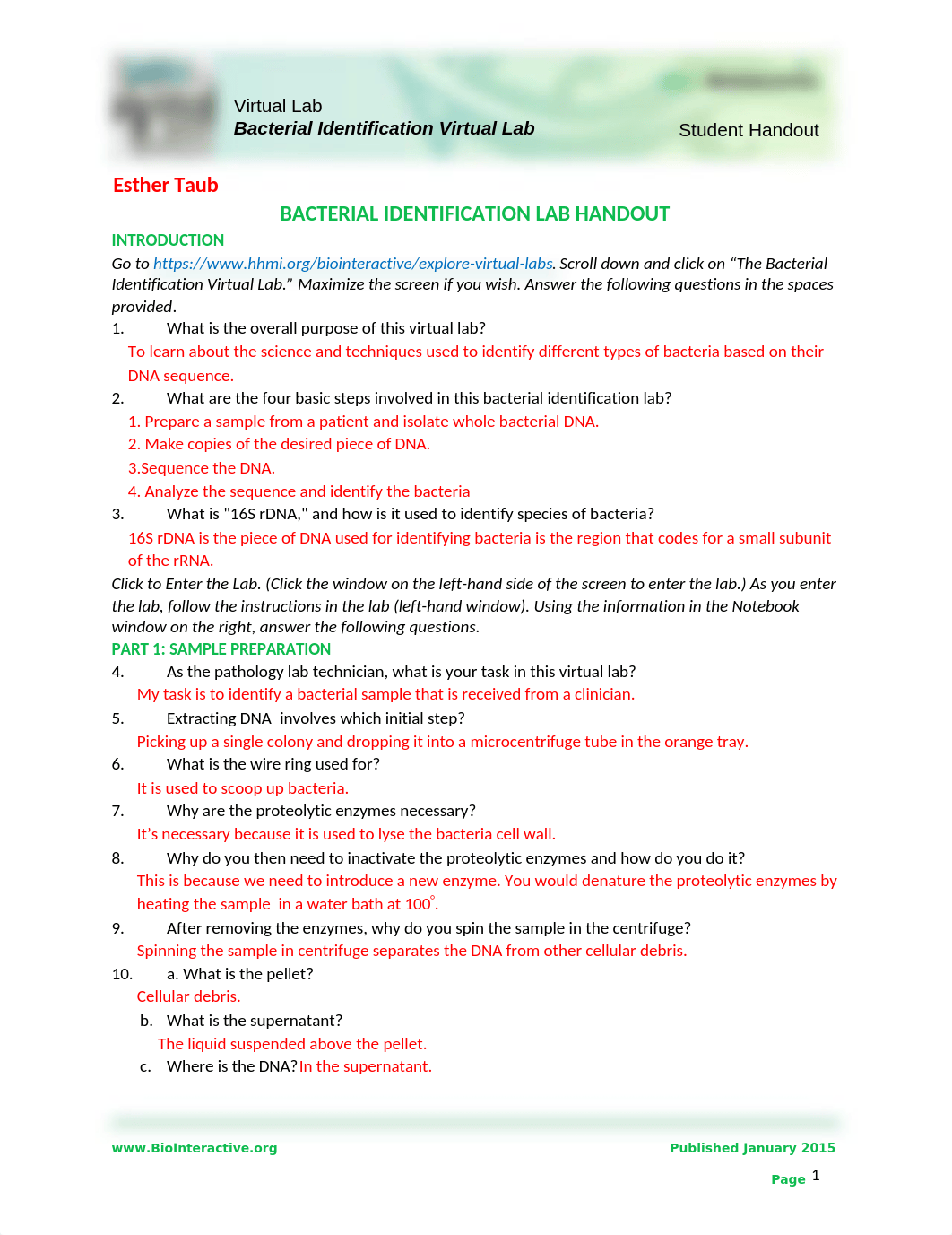 Esthers Bacterial-Identification-Lab-Worksheet-Student(1).doc_d7k9bxetj2p_page1