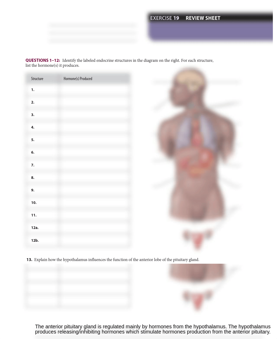 lab review sheet- endocrine system (1).pdf_d7kv8t9dy69_page1