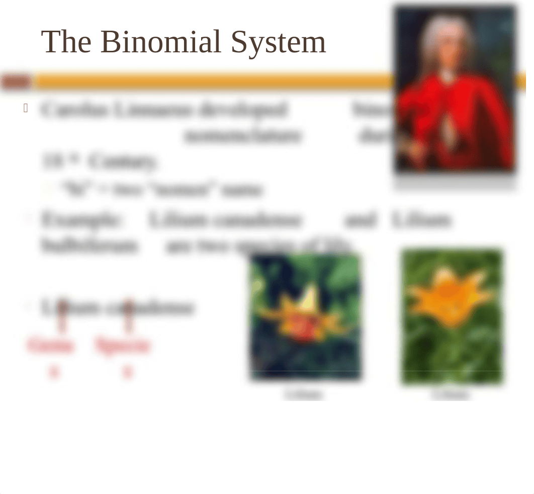 Chapter 19 - Systematics and Phylogeny(1).pptx_d7l0o0dgk6y_page5