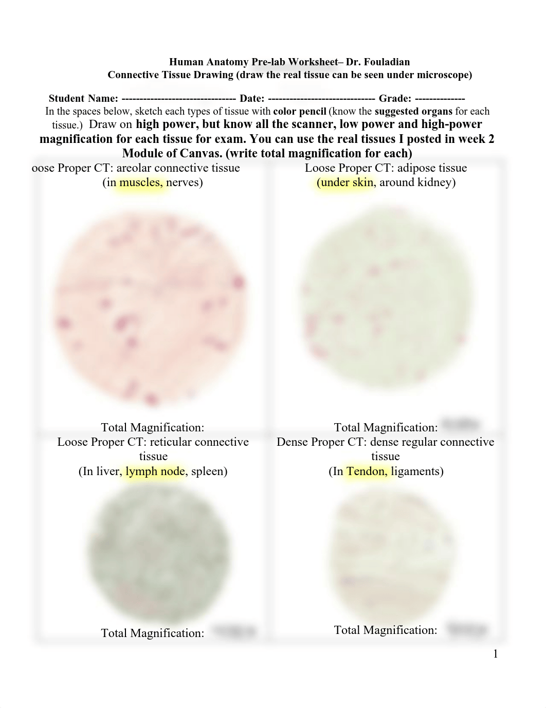 Connective Tissues Drawing.pdf_d7l1cfd4j7e_page1