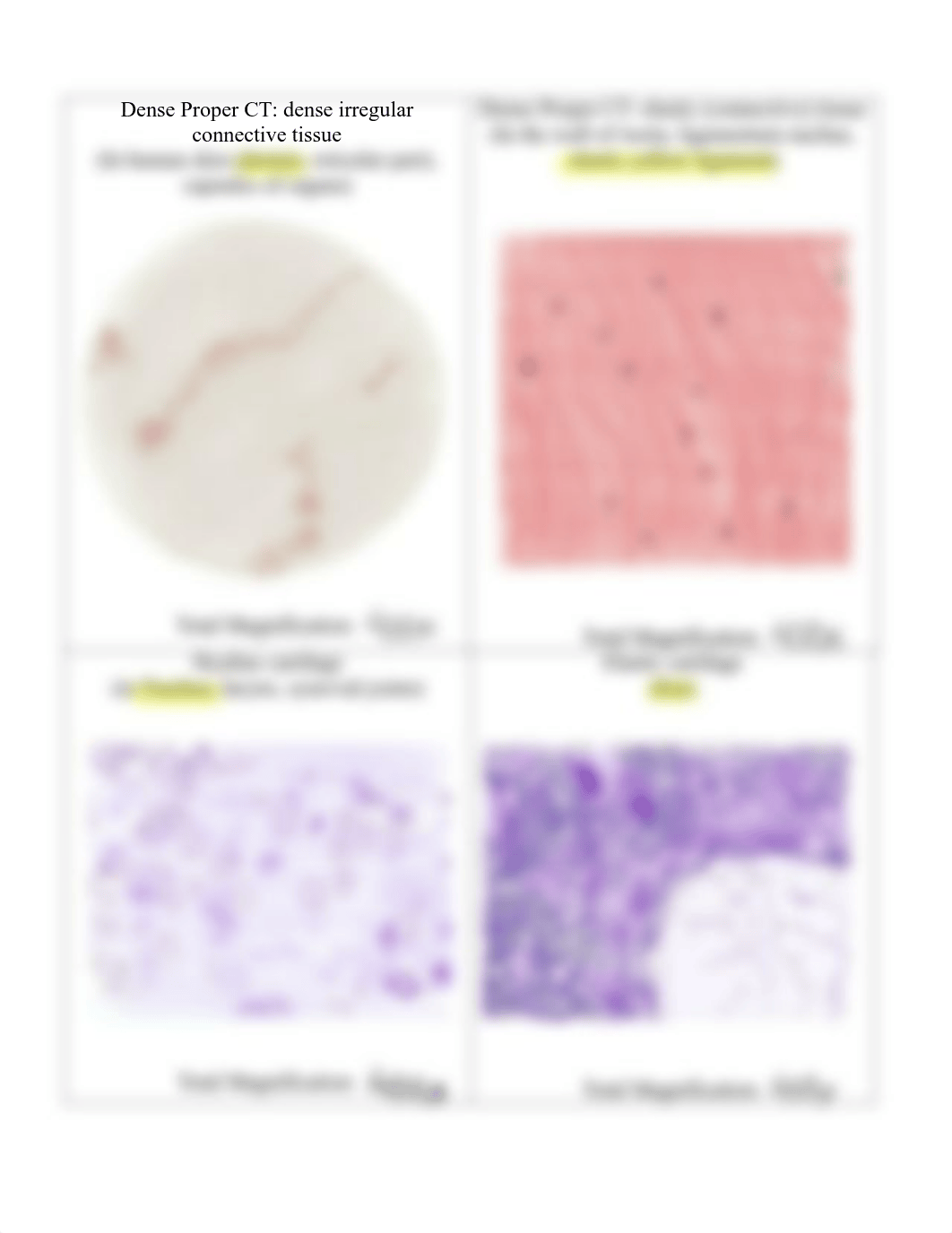 Connective Tissues Drawing.pdf_d7l1cfd4j7e_page2