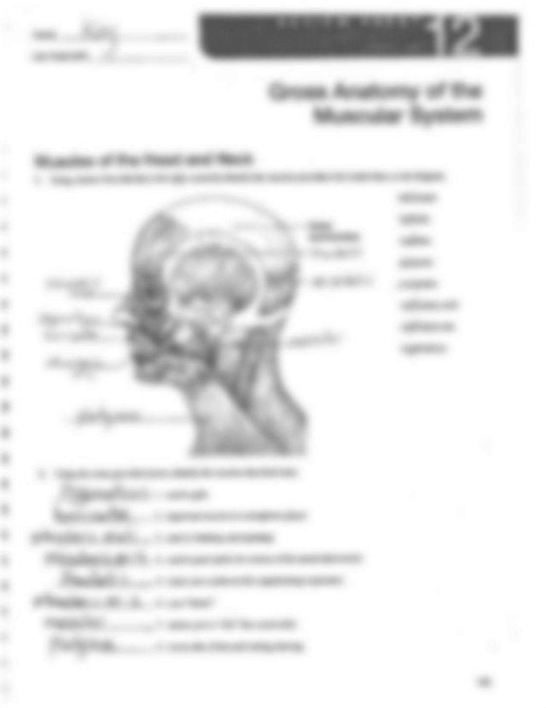 Muscle Review KEY.pdf_d7lb66fr32j_page1