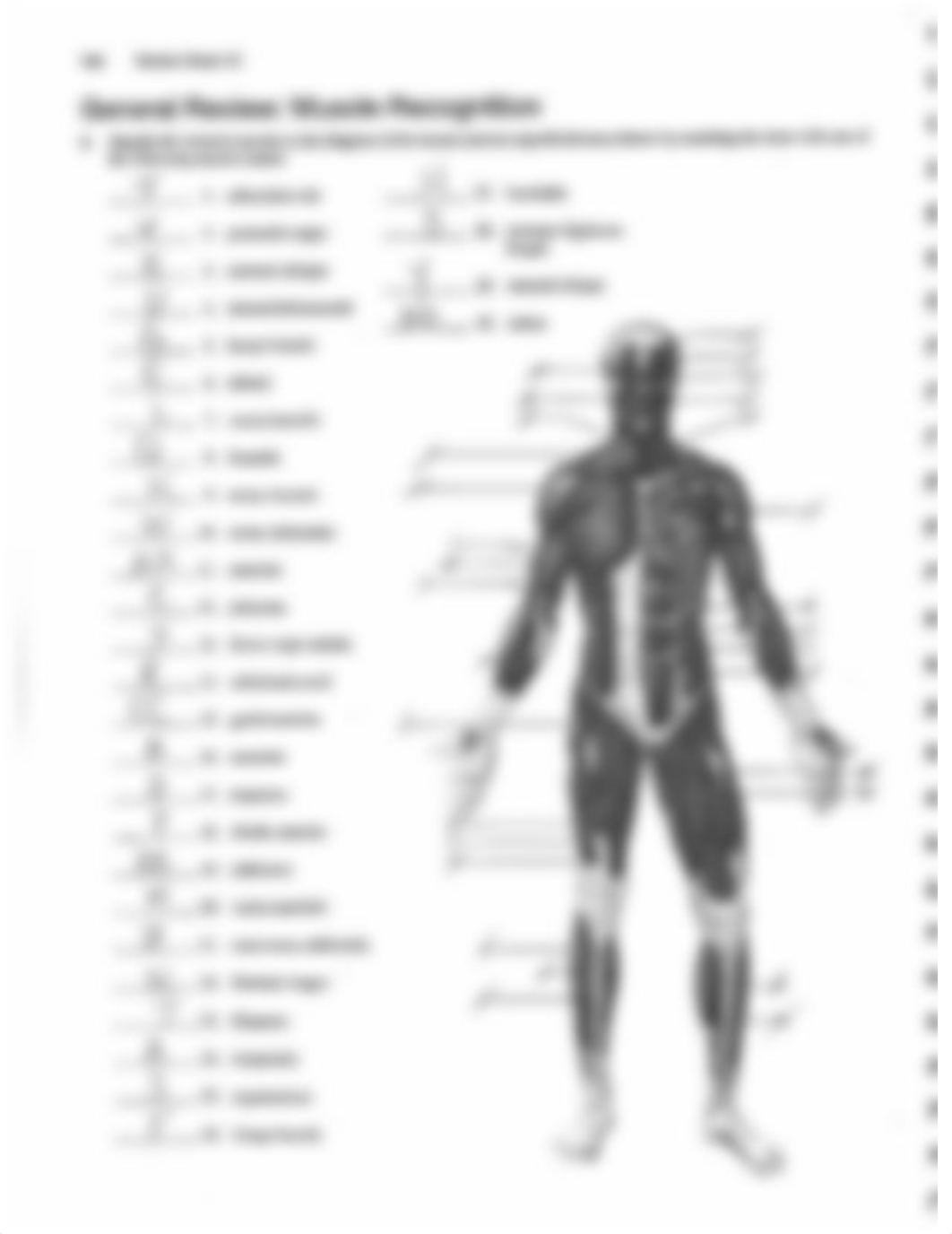 Muscle Review KEY.pdf_d7lb66fr32j_page4