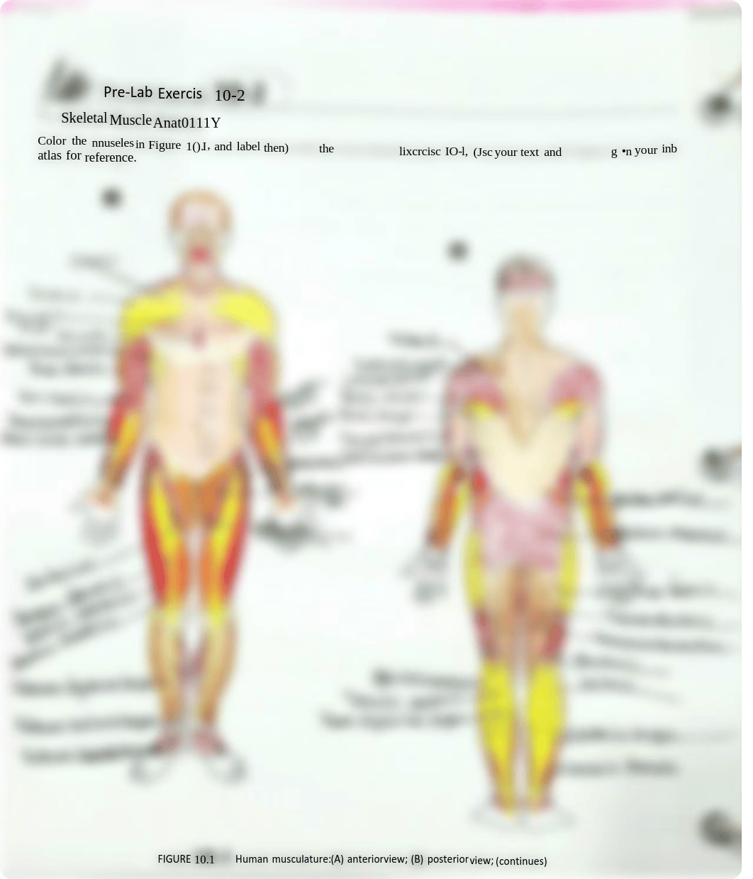 A&P prelab unit 10.pdf_d7lofgcy9q5_page2