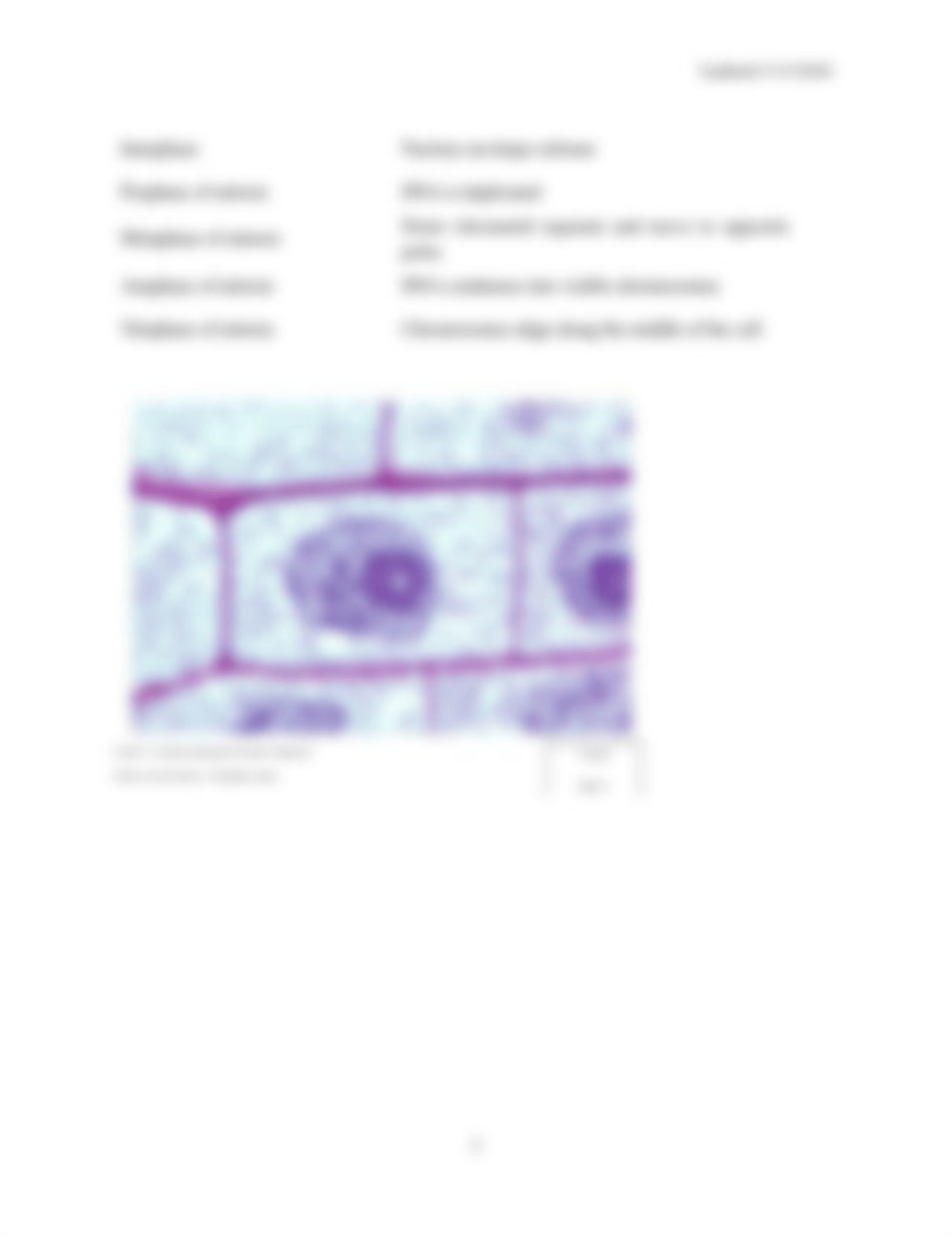 Biology 100 Cell Cycle and Genetics Lab Online.docx_d7m7d0twkv9_page2