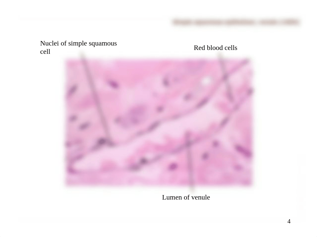 Histology - Tissues (labeled).ppt_d7mbabs9qig_page4