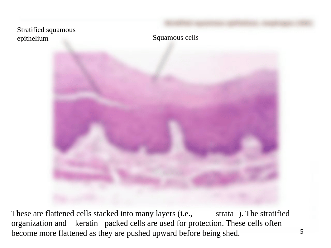 Histology - Tissues (labeled).ppt_d7mbabs9qig_page5