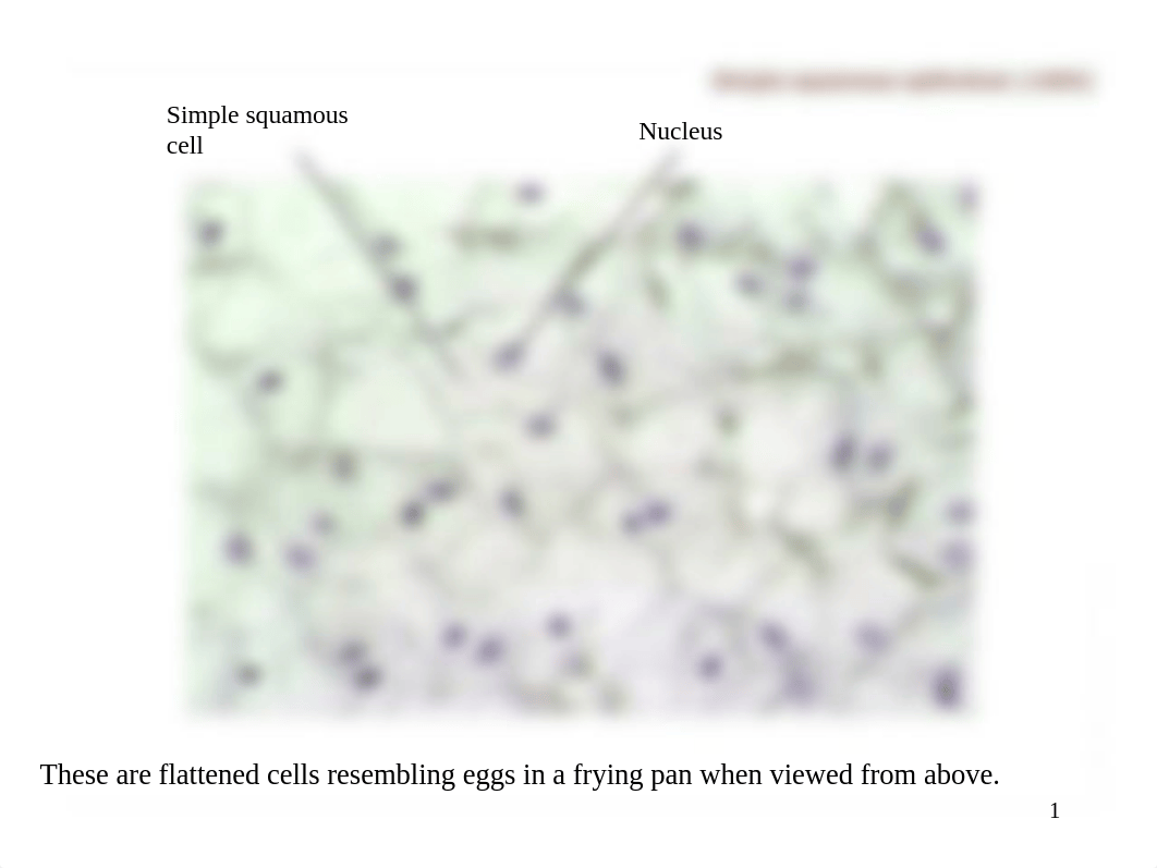 Histology - Tissues (labeled).ppt_d7mbabs9qig_page1