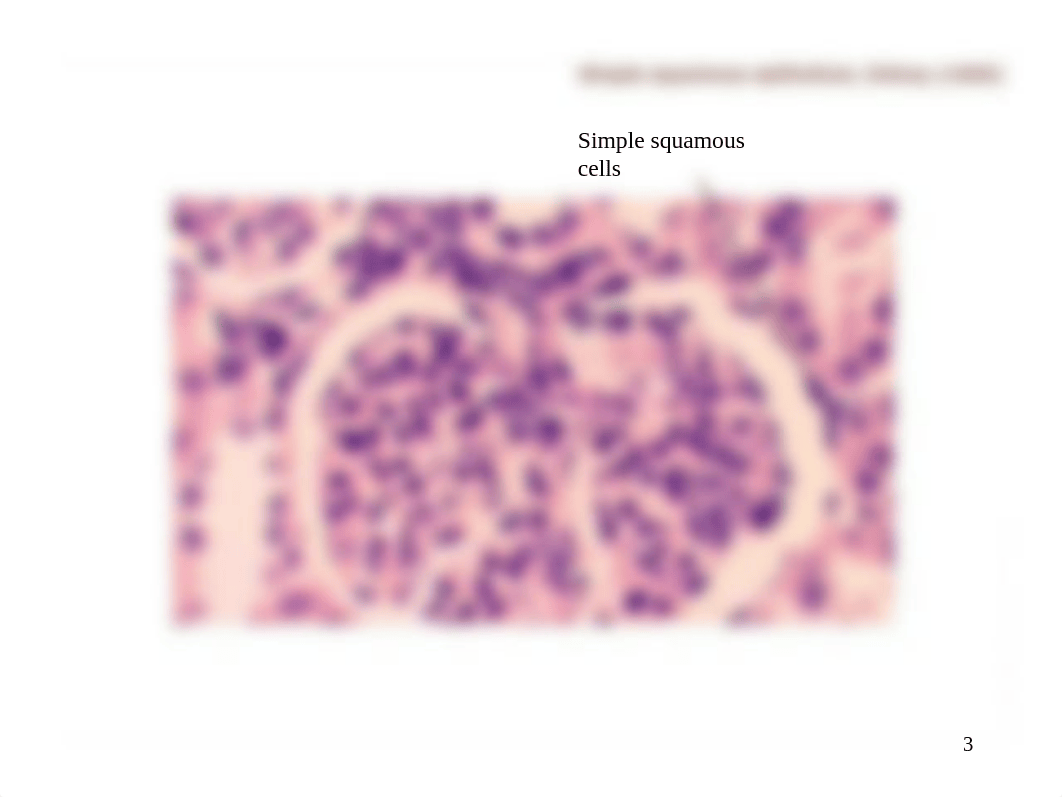 Histology - Tissues (labeled).ppt_d7mbabs9qig_page3