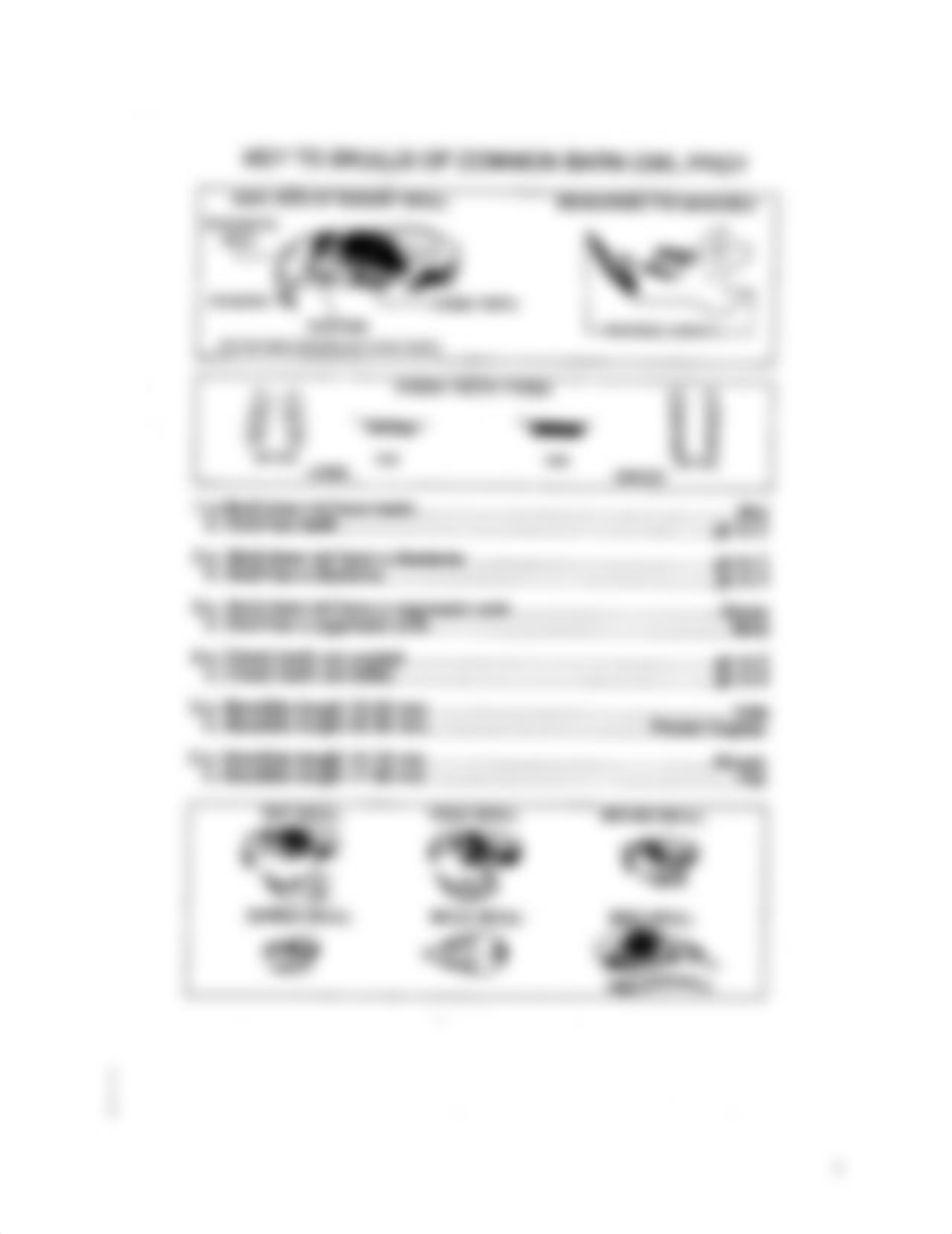 Bio_Key_assignment_3_Ecosystems_-_Barn_Owl_Pellet_Dissection.docx_d7mbpvrp4pf_page3