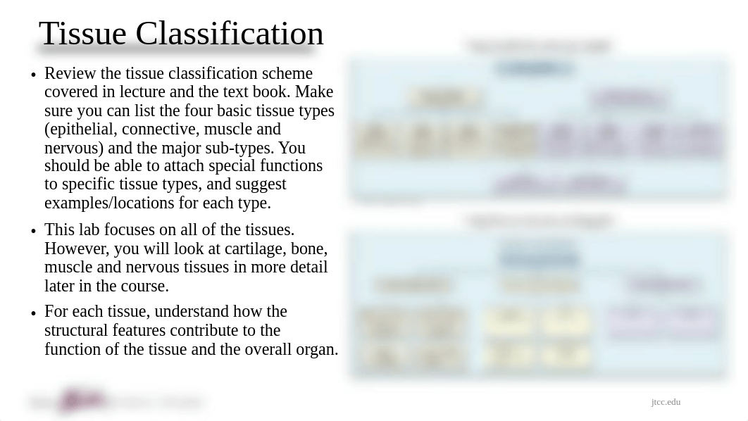 Tissues Lab Exercise (2).pdf_d7mcgsd9yxo_page5