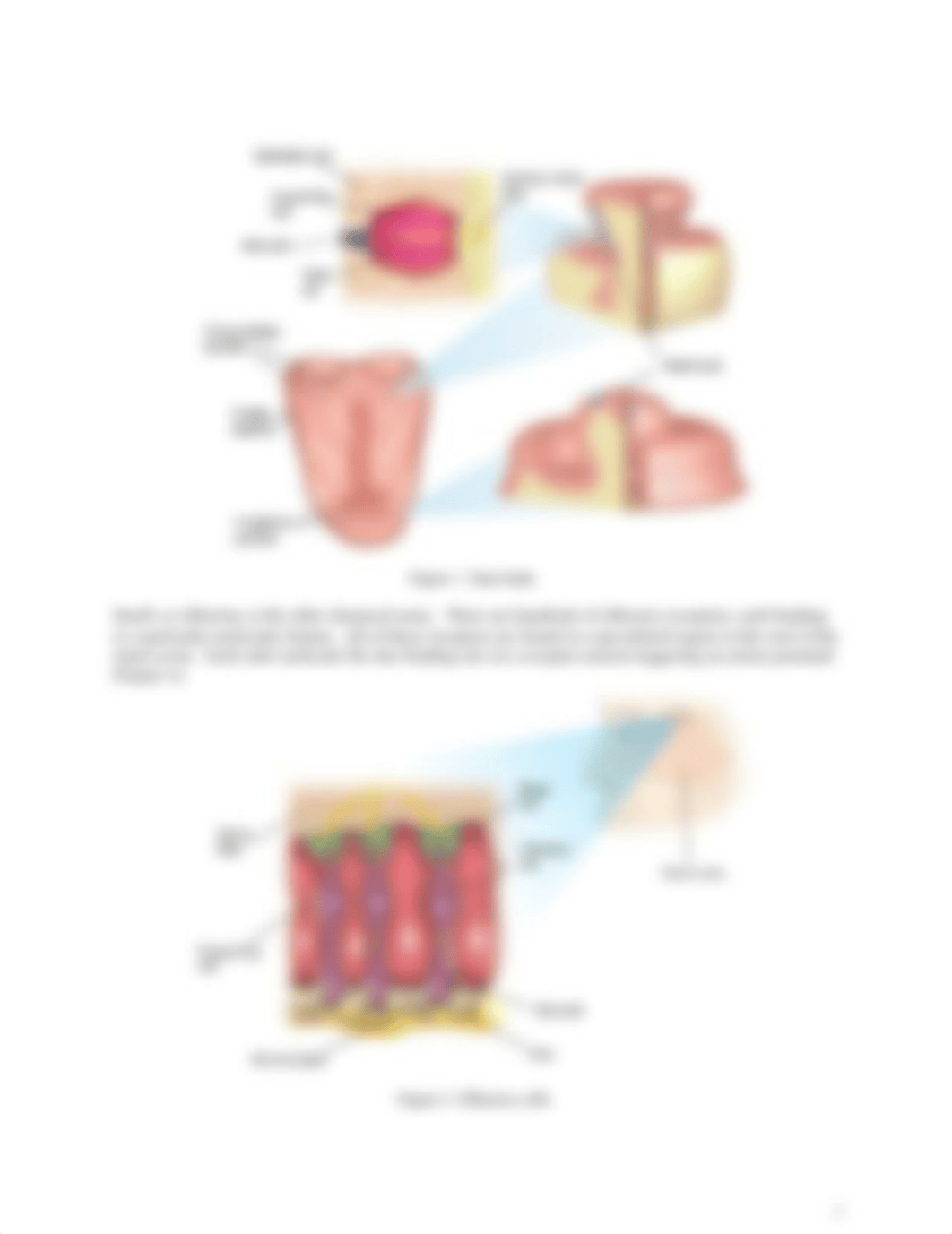 lab 4 - sensory physiology.docx_d7mcuymee0x_page2