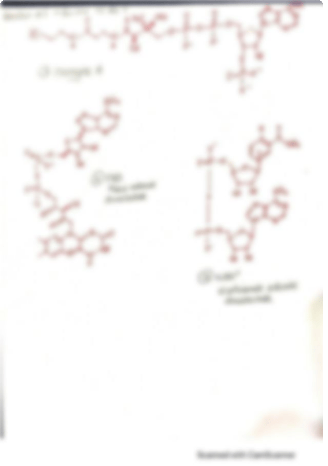 Lab 5 - Pathway building -Citric Acid Cy (1).pdf_d7migc3wi6b_page5