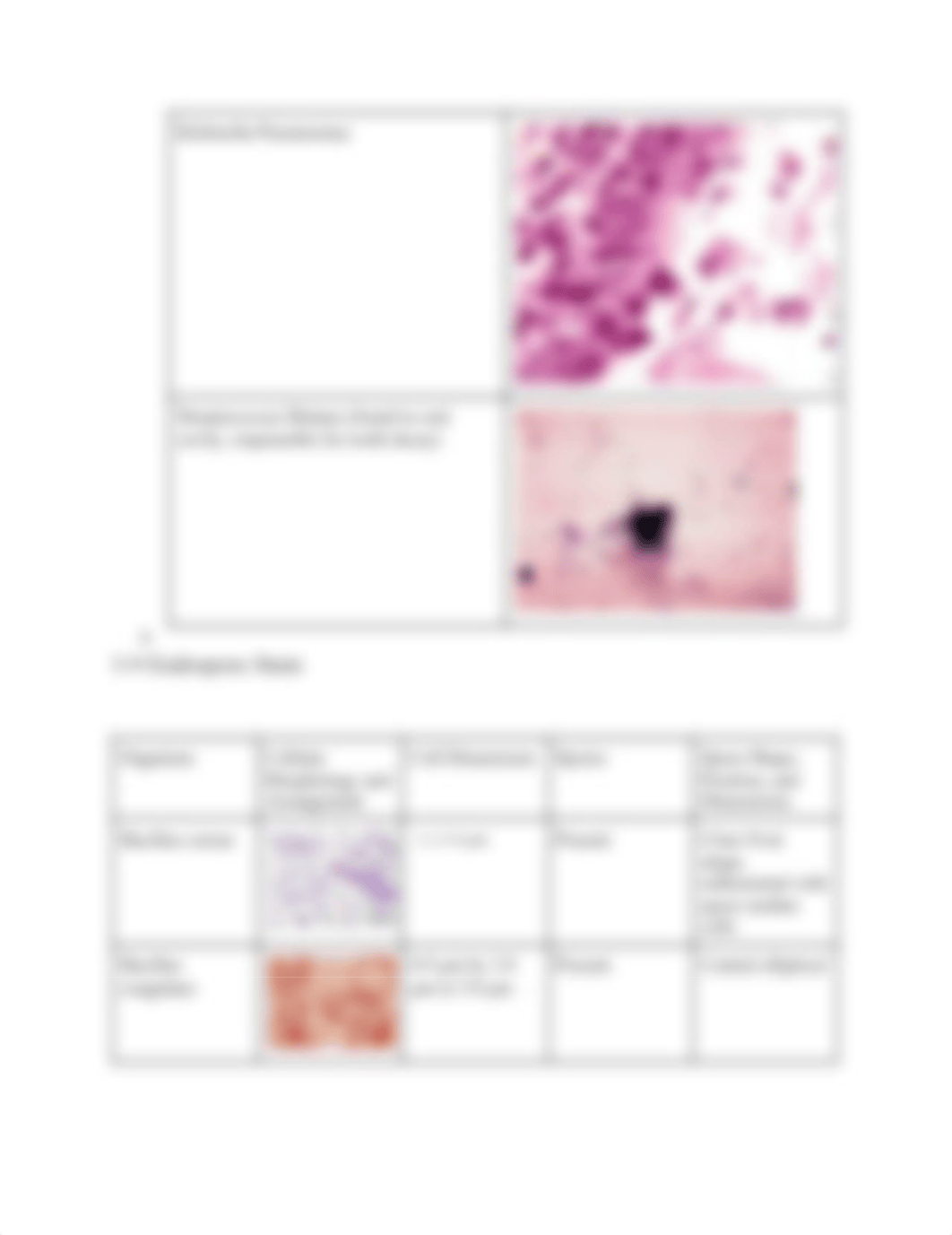 Microbiology Lab 5.pdf_d7n8044q8gt_page3