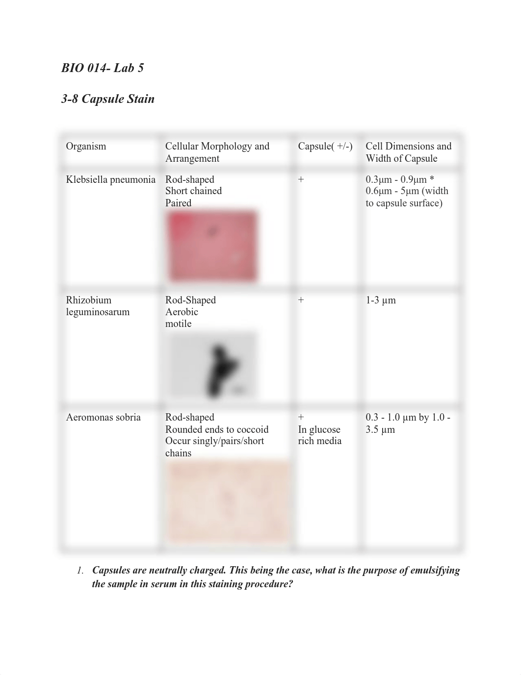 Microbiology Lab 5.pdf_d7n8044q8gt_page1