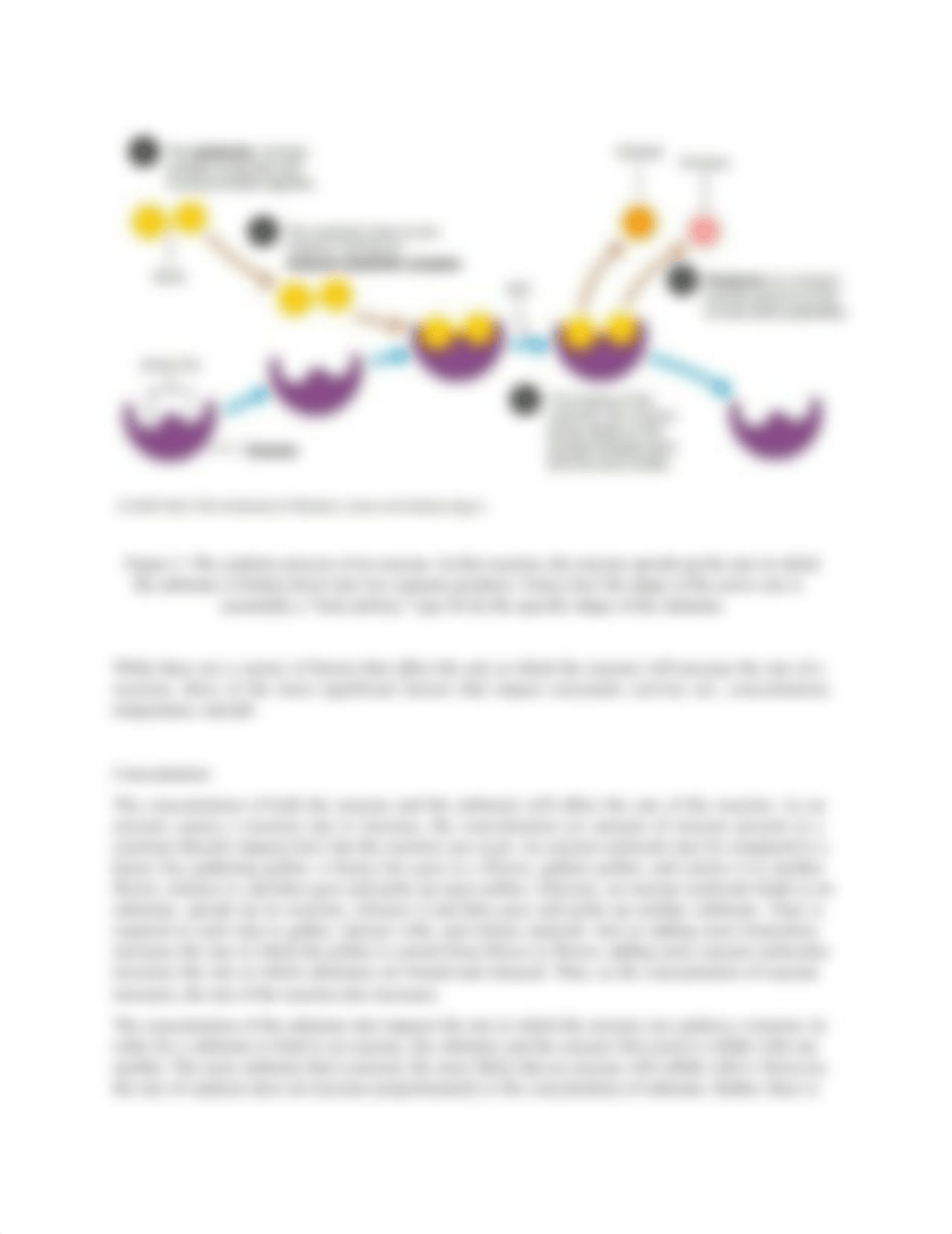 Lab 4- Enzymatic Activity_GM.docx_d7nnm7bxerw_page3