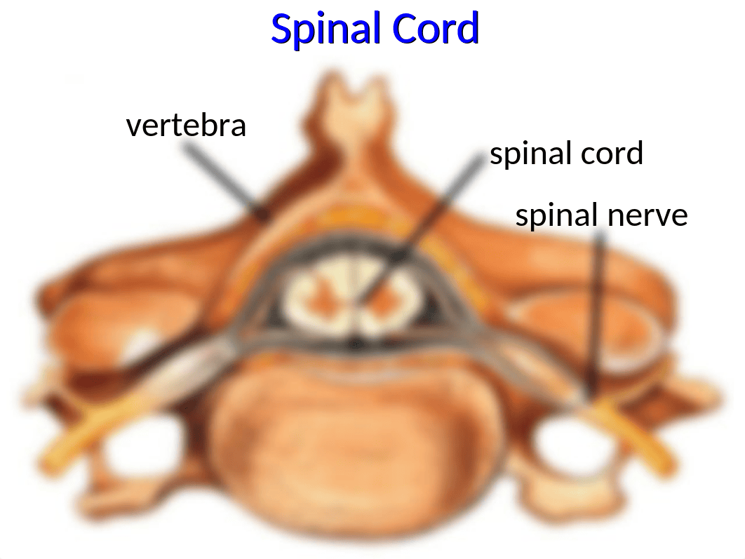 4 Anatomy of the spinal cord - Summer 2018.pptx_d7nyk58tyow_page3