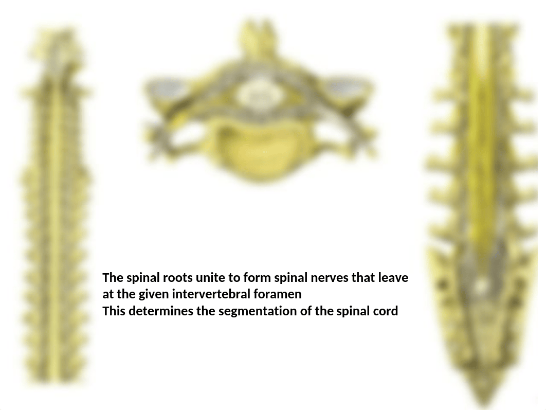 4 Anatomy of the spinal cord - Summer 2018.pptx_d7nyk58tyow_page5